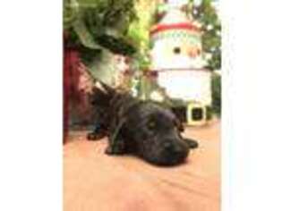 Labradoodle Puppy for sale in Merced, CA, USA