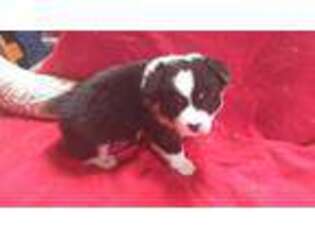 Pembroke Welsh Corgi Puppy for sale in Huntley, MT, USA