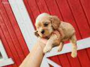 Cocker Spaniel Puppy for sale in Morrison, TN, USA