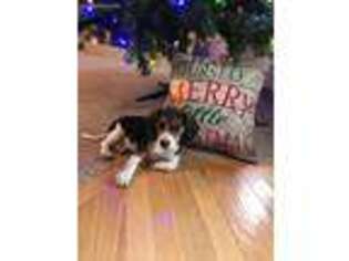 Beagle Puppy for sale in Mansfield, MO, USA