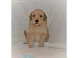 Goldendoodle Puppy for sale in Boerne, TX, USA