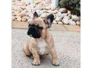 French Bulldog Puppy for sale in Fords, NJ, USA