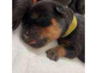 Rottweiler Puppy for sale in Haines City, FL, USA