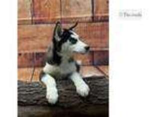 Siberian Husky Puppy for sale in Joplin, MO, USA