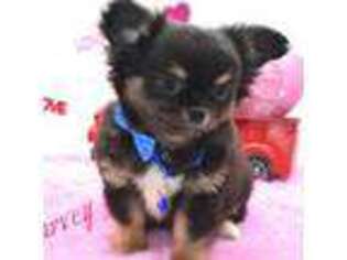 Chihuahua Puppy for sale in Cleveland, GA, USA