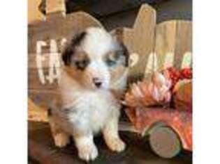 Miniature Australian Shepherd Puppy for sale in Centerville, WA, USA