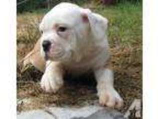Olde English Bulldogge Puppy for sale in CLINTON, TN, USA