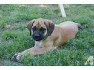 Mastiff Puppy for sale in MURFREESBORO, TN, USA