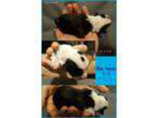Pembroke Welsh Corgi Puppy for sale in Livingston, TX, USA