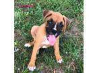 Boxer Puppy for sale in Tulsa, OK, USA
