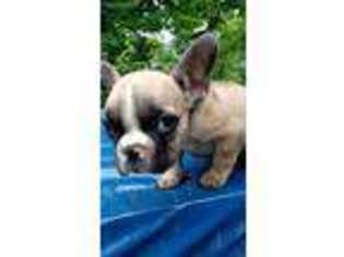 French Bulldog Puppy for sale in Paoli, IN, USA