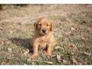 Golden Retriever Puppy for sale in Haxtun, CO, USA