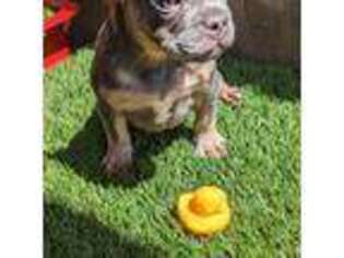 French Bulldog Puppy for sale in San Jose, CA, USA