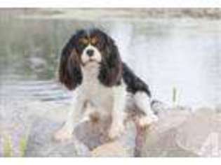 Cavalier King Charles Spaniel Puppy for sale in KERSHAW, SC, USA