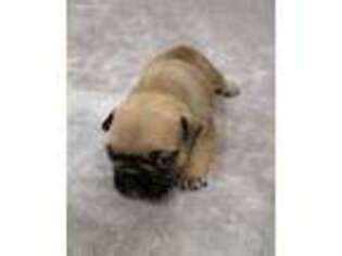 French Bulldog Puppy for sale in Norfolk, VA, USA