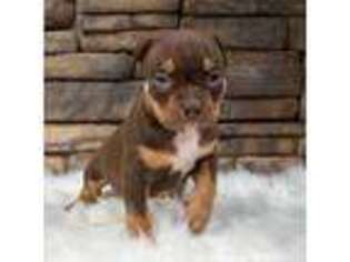 Mutt Puppy for sale in Violet Hill, AR, USA