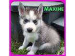 Siberian Husky Puppy for sale in VIRGINIA BEACH, VA, USA