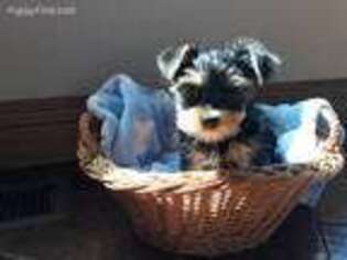 Yorkshire Terrier Puppy for sale in Niangua, MO, USA