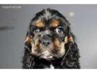 Cocker Spaniel Puppy for sale in Medaryville, IN, USA