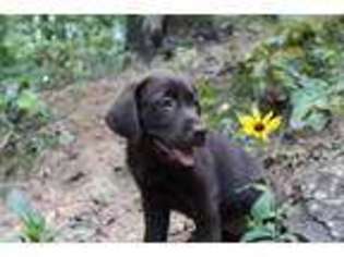 Labrador Retriever Puppy for sale in Oneonta, AL, USA
