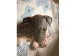 American Hairless Terrier Puppy for sale in Cuyahoga Falls, OH, USA