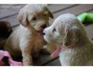 Goldendoodle Puppy for sale in Duck Hill, MS, USA