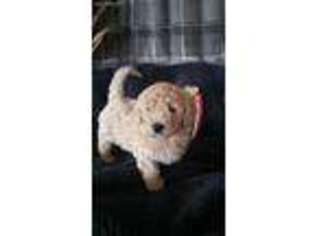 Labradoodle Puppy for sale in Montgomery, IN, USA