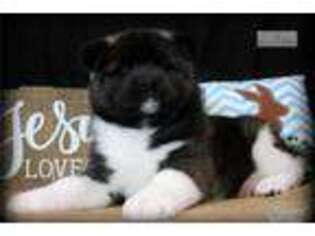Akita Puppy for sale in Saint Joseph, MO, USA