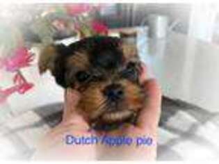 Yorkshire Terrier Puppy for sale in Columbia City, IN, USA