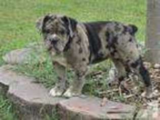 Bulldog Puppy for sale in LEXINGTON PARK, MD, USA