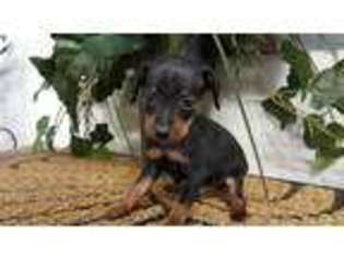 Miniature Pinscher Puppy for sale in Cannelburg, IN, USA