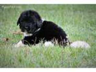 Newfoundland Puppy for sale in Beaufort, SC, USA