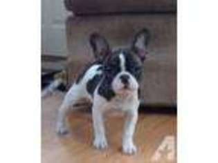 Bulldog Puppy for sale in VIRGINIA, MN, USA