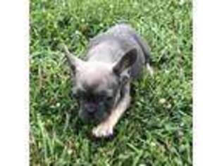 French Bulldog Puppy for sale in Liberal, MO, USA