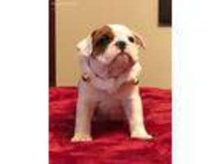 Bulldog Puppy for sale in Buffalo, MN, USA