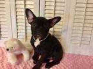 French Bulldog Puppy for sale in Gladewater, TX, USA