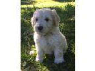 Goldendoodle Puppy for sale in Duncan, OK, USA