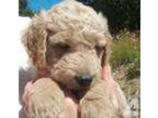 Goldendoodle Puppy for sale in BELFAIR, WA, USA