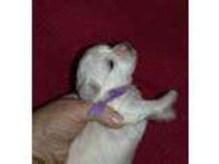 Maltese Puppy for sale in Norman, OK, USA