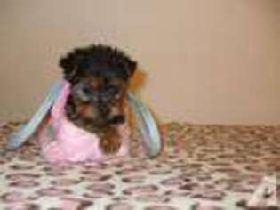 Yorkshire Terrier Puppy for sale in BAINBRIDGE, OH, USA
