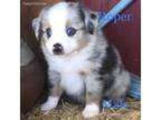 Miniature Australian Shepherd Puppy for sale in Longview, TX, USA