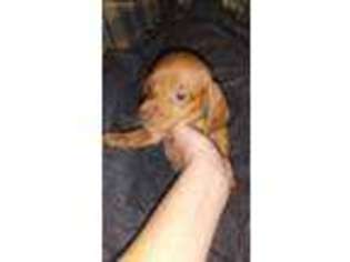 Dachshund Puppy for sale in Findlay, OH, USA