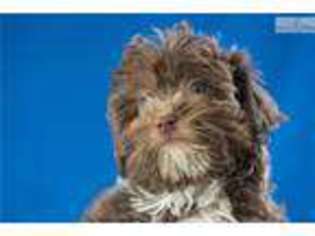 Havanese Puppy for sale in Youngstown, OH, USA