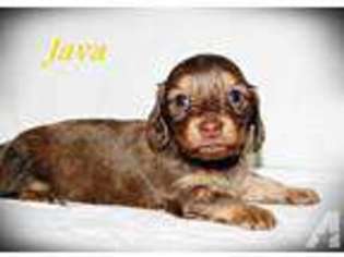 Cavapoo Puppy for sale in ELLSWORTH, WI, USA