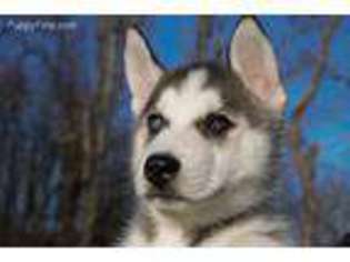 Siberian Husky Puppy for sale in Morgantown, WV, USA