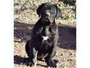 Cane Corso Puppy for sale in Pecos, NM, USA
