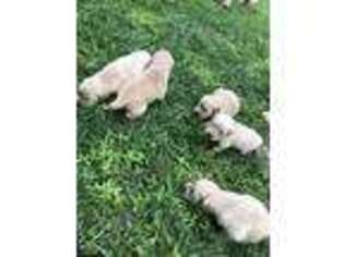 Golden Retriever Puppy for sale in Wingate, NC, USA