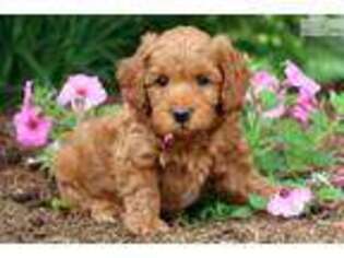 Labradoodle Puppy for sale in Lancaster, PA, USA