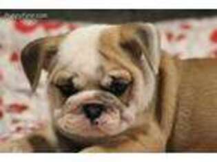 Bulldog Puppy for sale in Birdsboro, PA, USA