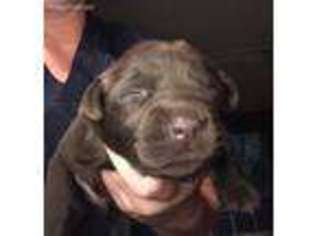 Labrador Retriever Puppy for sale in Jacksonville, AL, USA